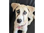 Misha Labrador Retriever Puppy Female