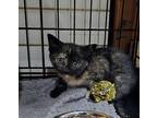 Cora Bell Domestic Shorthair Kitten Female