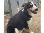 Angel Australian Shepherd Young Female
