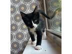 Uno Domestic Shorthair Kitten Female