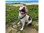 DA 25 Marker American Bulldog Adult Male