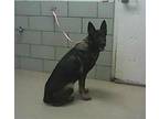 AVA German Shepherd Dog Adult Female
