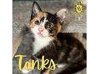 Tonks- ADOPTION PENDING Domestic Shorthair Kitten Female