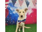 Basil Labrador Retriever Puppy Male