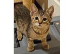 Rooty Domestic Shorthair Kitten Female