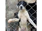 Stewart Labrador Retriever Puppy Male