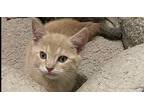 Ravioli Domestic Shorthair Kitten Male