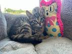Finn Domestic Shorthair Kitten Male