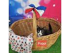 Poppi Domestic Shorthair Kitten Female