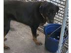Sophie Rottweiler Adult Female