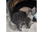 Payton Domestic Longhair Kitten Female