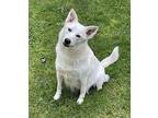 Mia Mixed Breed (Medium) Young Female