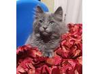 Milo Domestic Longhair Kitten Male