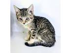 Toulouse Domestic Shorthair Kitten Male