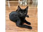 Colt Domestic Shorthair Kitten Male