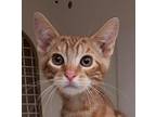 Dylan Domestic Shorthair Kitten Male