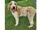HANK Poodle (Standard) Adult Male