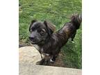 Evie Pekingese Adult Female