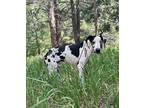 Commander Great Dane Adult Male