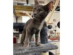 Slate Domestic Shorthair Kitten Male