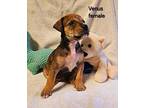 Venus Black Mouth Cur Puppy Female
