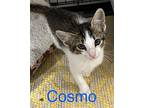 Cosmo Domestic Shorthair Kitten Male