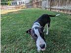 Mohawk Mountain Cur Puppy Male