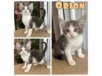 Orion - NN Domestic Shorthair Kitten Male