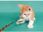 Kion King Domestic Shorthair Young Male