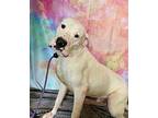 RED Dogo Argentino Young Male