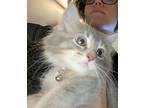 Sunny Domestic Mediumhair Kitten Female
