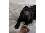 Sissy Jing Shar Pei Puppy Female