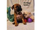 Ms Piggy Black Mouth Cur Puppy Female