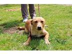 Honey Dew Labrador Retriever Young Female