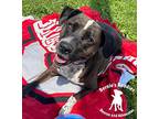 De La Cruz Hound (Unknown Type) Adult Male
