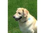 Honey Golden Retriever Young Female