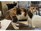 Coco Domestic Shorthair Kitten Female