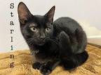 Starling. Domestic Shorthair Kitten Male