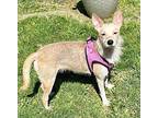 MARGARITA (DOG 8 ) Terrier (Unknown Type, Small) Young Female