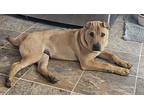 Oliver Cheng Shar Pei Puppy Male