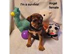 Angel Black Mouth Cur Puppy Female
