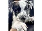 Oreo Puppy Male