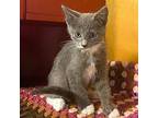 Bluebell P Domestic Shorthair Kitten Female