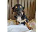 VERSA French Bulldog Puppy Female