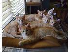 Sandy Domestic Shorthair Kitten Female