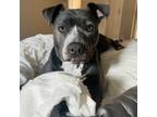 Adopt Queen Bee a Pit Bull Terrier