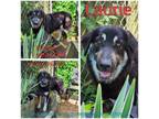 Adopt Laurie a Shepherd, Mixed Breed