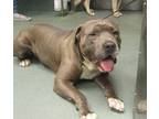 Capone American Staffordshire Terrier Young Male