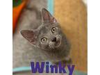 Winky Domestic Shorthair Kitten Female