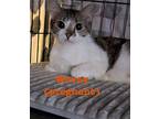 Captain Sushi Wovey Domestic Shorthair Young Female